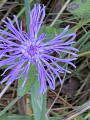 Centaurea stoebe