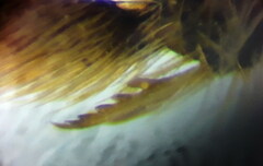 Lasioglossum punctatissimum