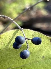Ligustrum obtusifolium