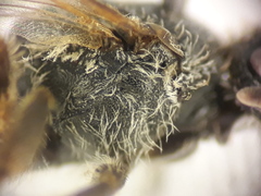 Lasioglossum punctatissimum