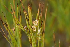 Dracophyllum arboreum