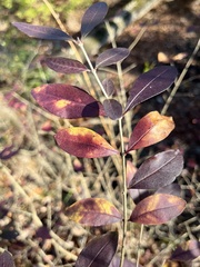 Ligustrum obtusifolium