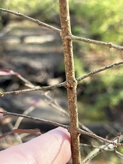 Ligustrum obtusifolium