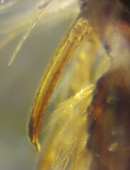 Lasioglossum punctatissimum