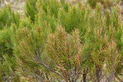 Dracophyllum arboreum