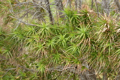 Dracophyllum arboreum