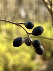 Ligustrum obtusifolium