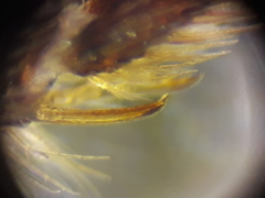 Lasioglossum punctatissimum