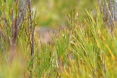 Dracophyllum arboreum