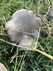 Lepista personata