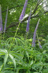 Veronicastrum sibiricum