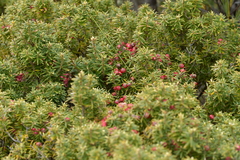 Leptecophylla robusta