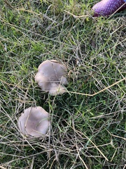 Lepista personata