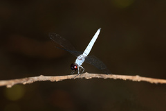 Brachydiplax duivenbodei