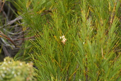 Dracophyllum arboreum