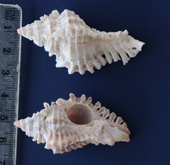 Chicoreus florifer