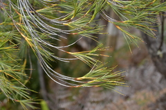 Dracophyllum arboreum
