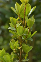 Myrsine chathamica