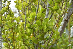 Myrsine chathamica