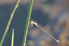 Argentagrion ambiguum