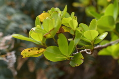 Myrsine chathamica
