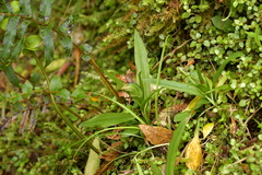 Pterostylis silvicultrix