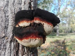 Inonotus