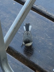 Microspingus melanoleucus