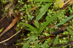 Pterostylis silvicultrix