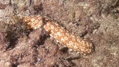 Holothuria sanctori