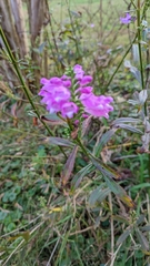 Physostegia