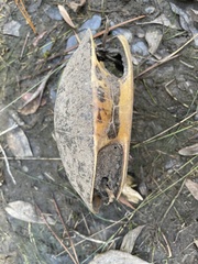 Deirochelys reticularia