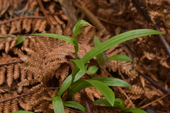 Pterostylis silvicultrix