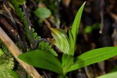 Pterostylis silvicultrix