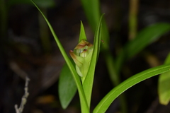 Pterostylis silvicultrix