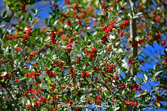 Ilex vomitoria