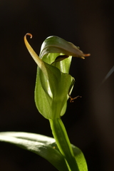 Pterostylis silvicultrix