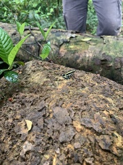 Dendrobates truncatus