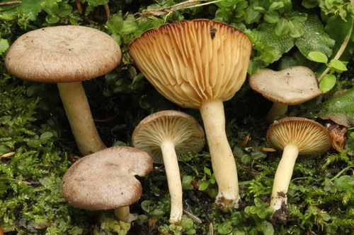 Coconut Milkcap