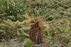 Dicksonia fibrosa