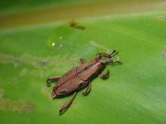 Sphenocorynes kosempoensis