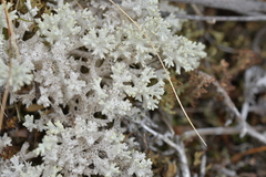 Pulchrocladia retipora