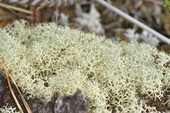 Cladonia confusa