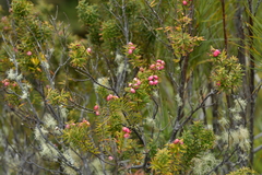 Leptecophylla robusta