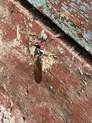 Tanypezidae