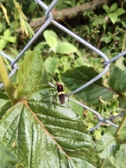 Hypselonotus interruptus