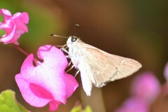 Lerodea eufala eufala