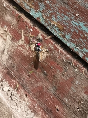 Tanypezidae