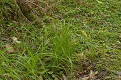 Carex auceps