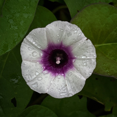 Ipomoea batatas